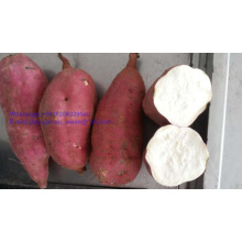 Top Quality Food Grade New Crop Sweet Potato